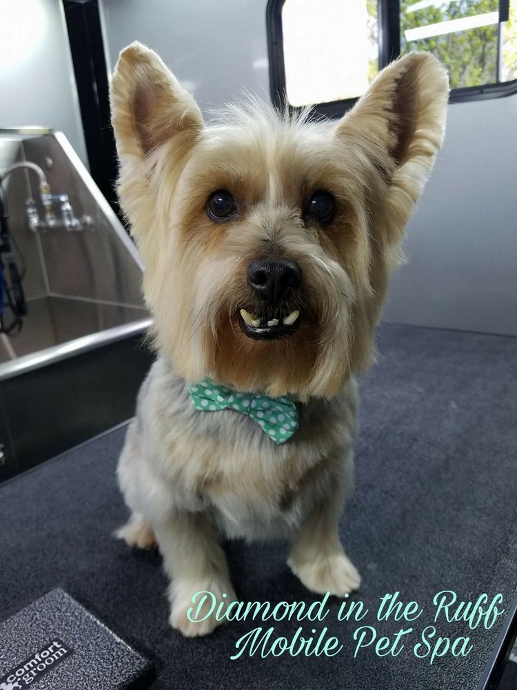 Diamond In The Ruff Mobile Pet Spa 66 Photos Pet Groomers Edmond