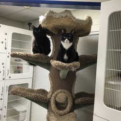 28 Pet Ground Transport Reviews Photos