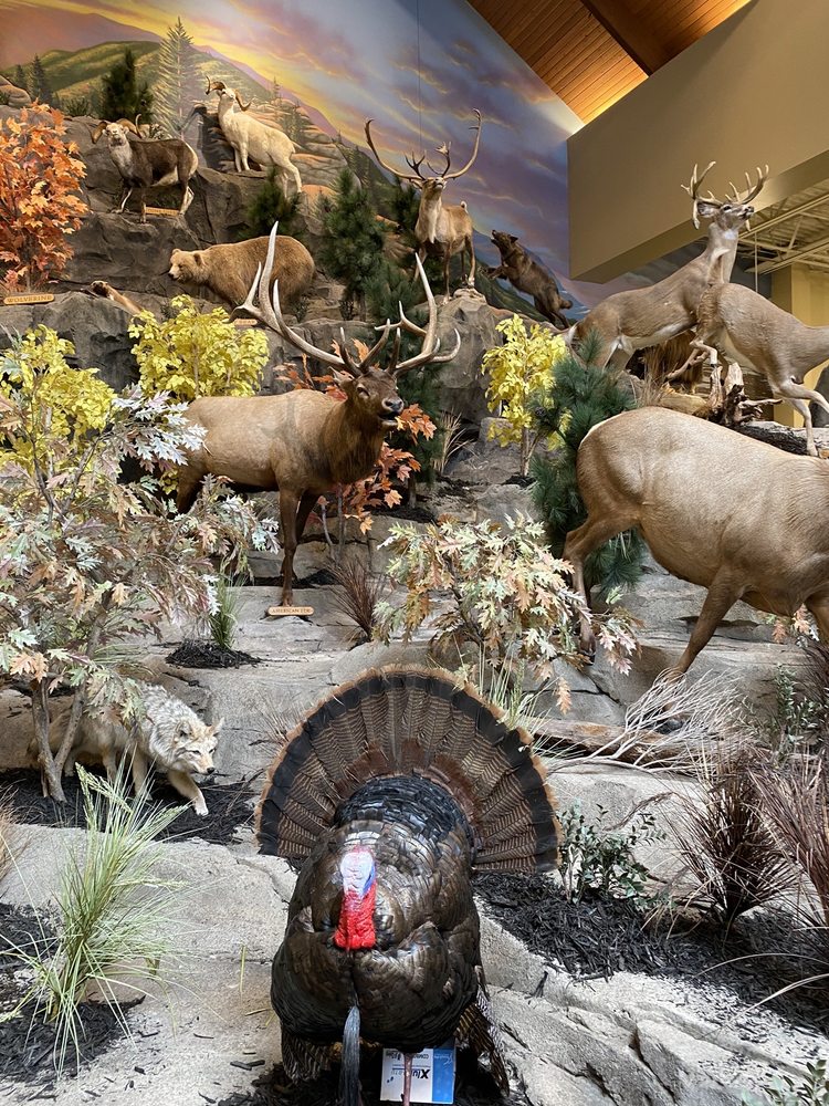 Cabela's