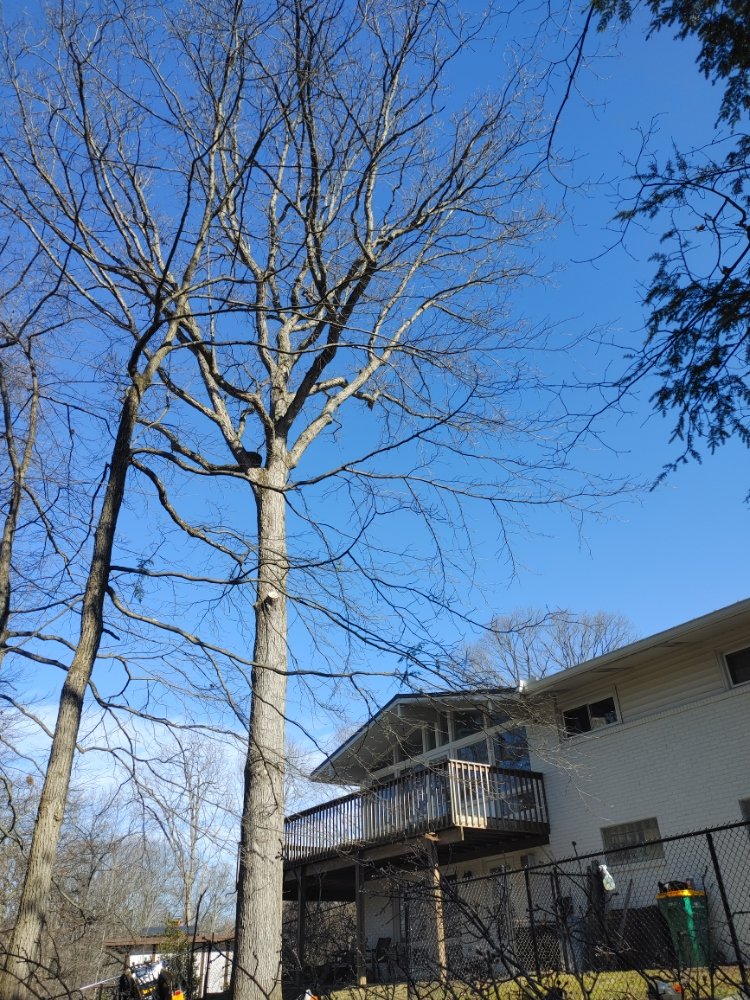 Perkins Tree Service