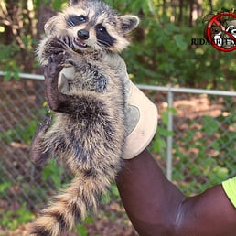 Photos For Rid A Critter Yelp Photo Of Rid A Critter Atlanta Ga United States Ridacritter