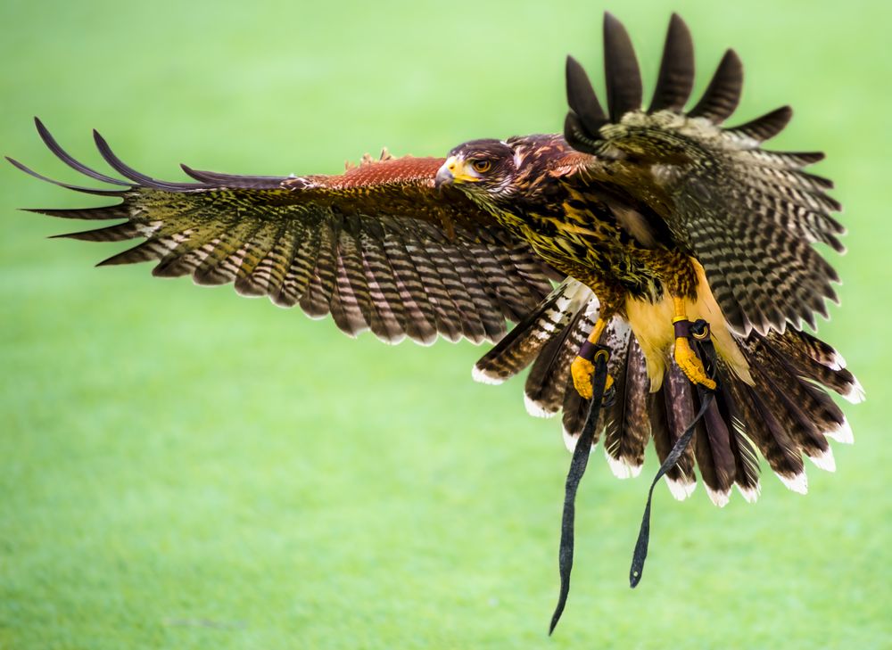 Adam's Falconry Service