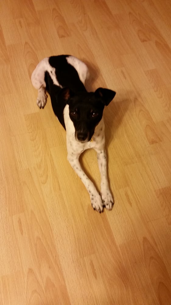 Mendocino County Animal Shelter Animal Shelters 298