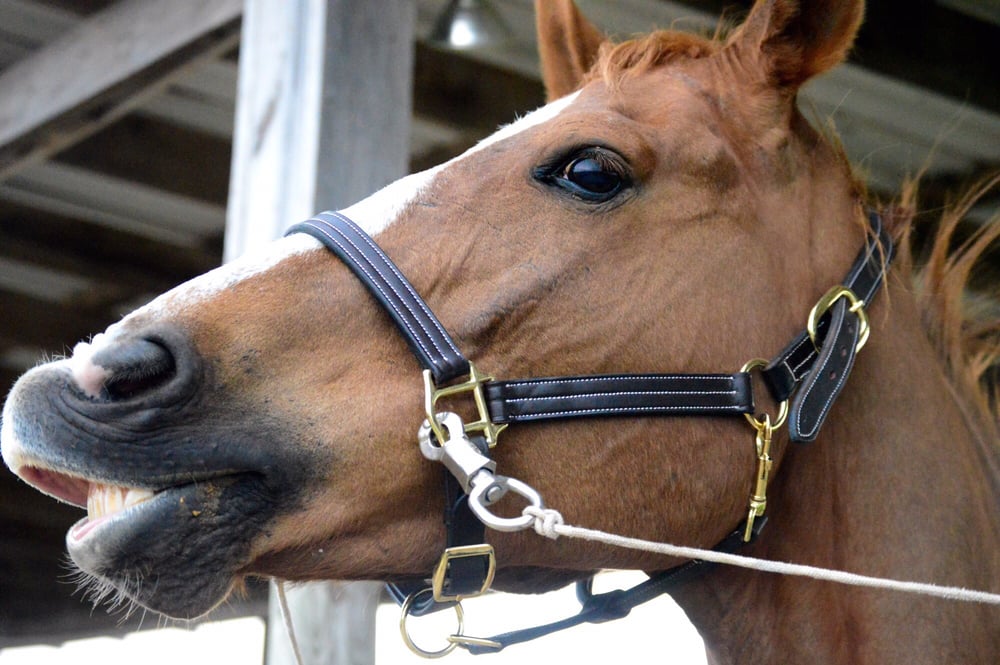 Grace Riding Stables 15 Photos Horseback Riding 1651 County Rd