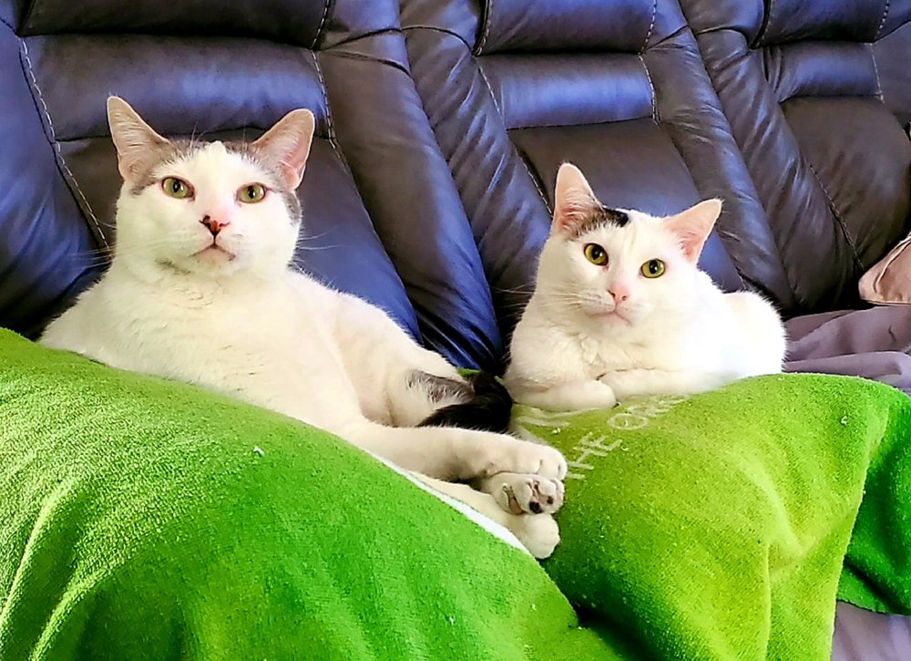 4 Paw Sitting