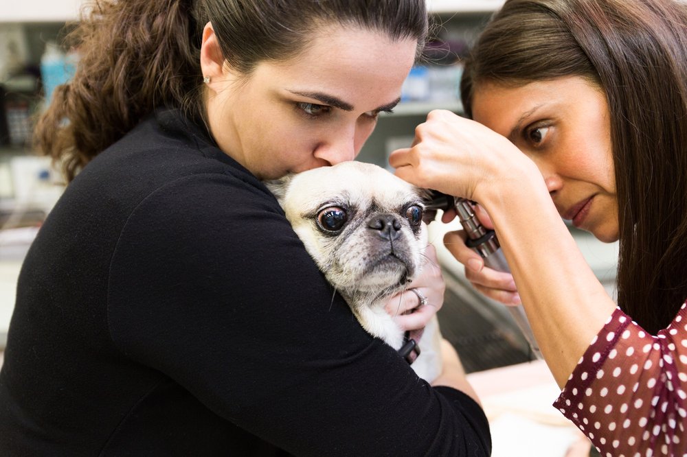Miami Veterinary Dermatology Request Consultation Veterinarians