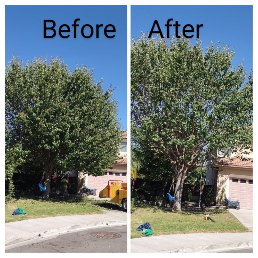 Xtreme Arborists