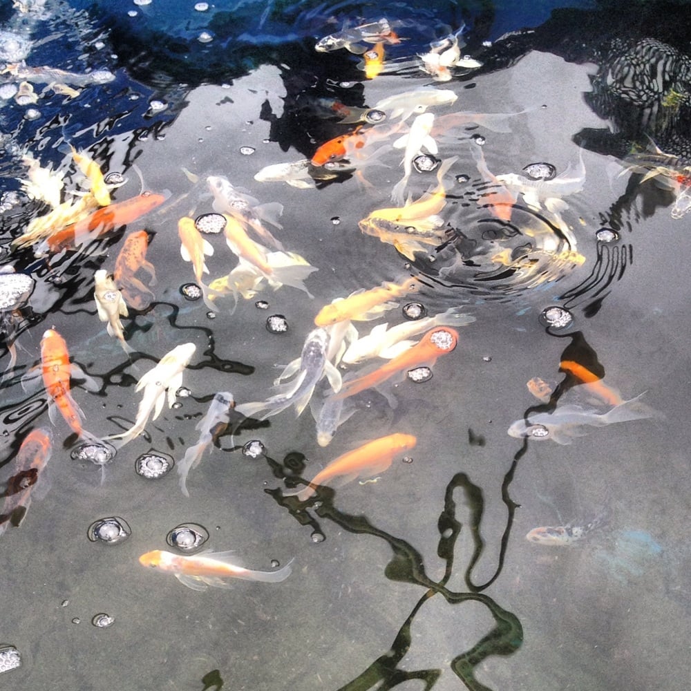 Grassland Aquatics