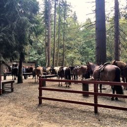 photos for langs horse pony farm yelp langs horse and pony farm