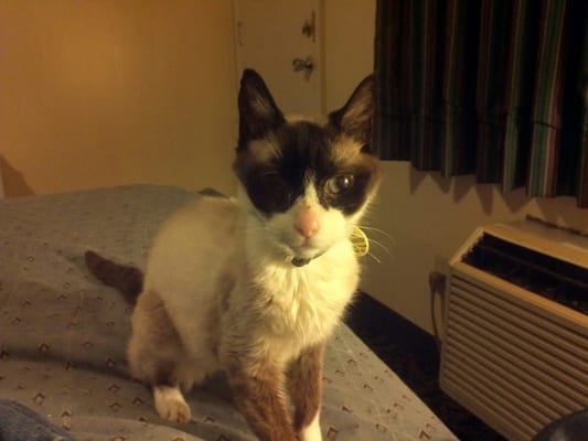 Cascades City Center Motel