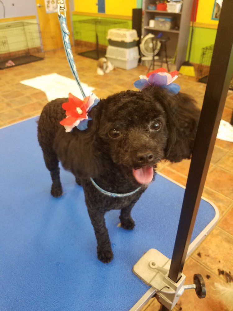 Pawradise Pet Grooming 18 Photos Pet Groomers 1636 Sardis Rd N