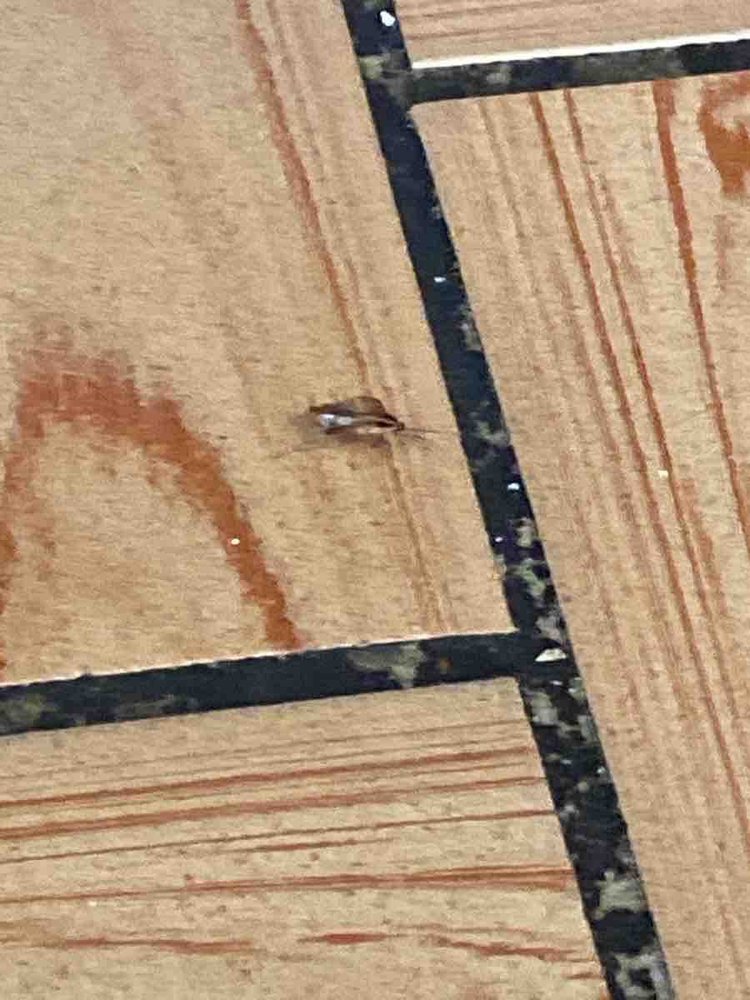 Empire Authentic Chinese Restaurant