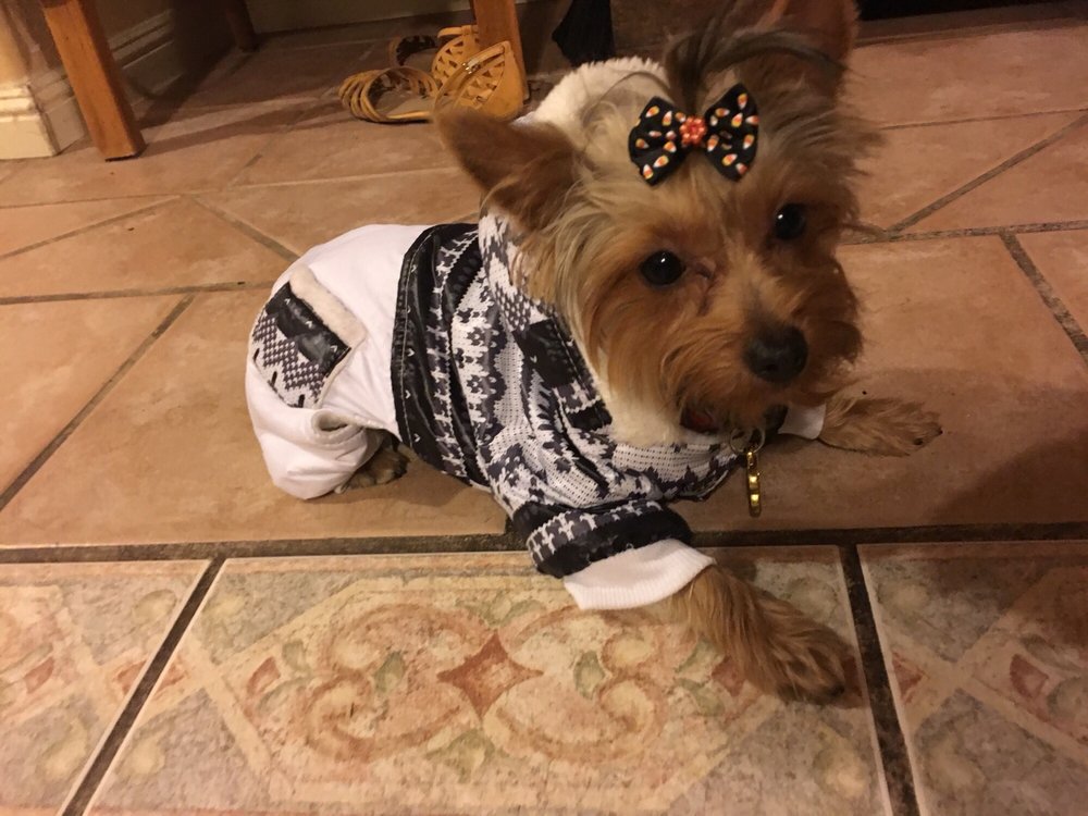 Barks and Bubbles Pet Salon 30 Photos & 15 Reviews Pet Groomers