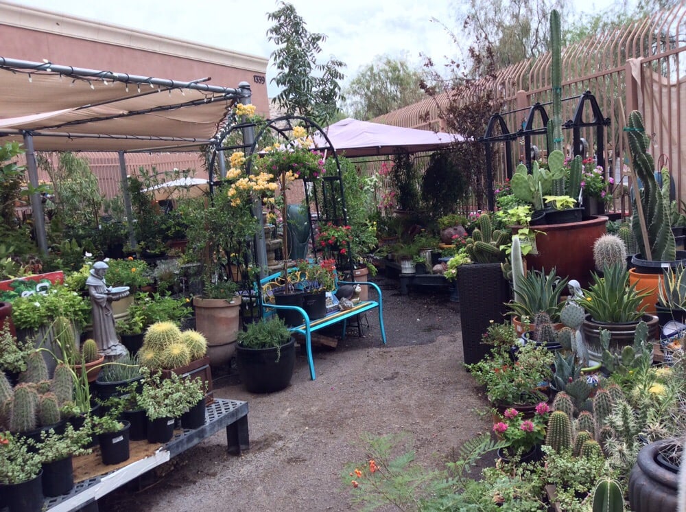 ace garden center photo of desert foothills ace hardware phoenix az united states foothills garden center yelp ace garden center photo of desert foothills ace hardware phoenix az united states foothills garden center yelp