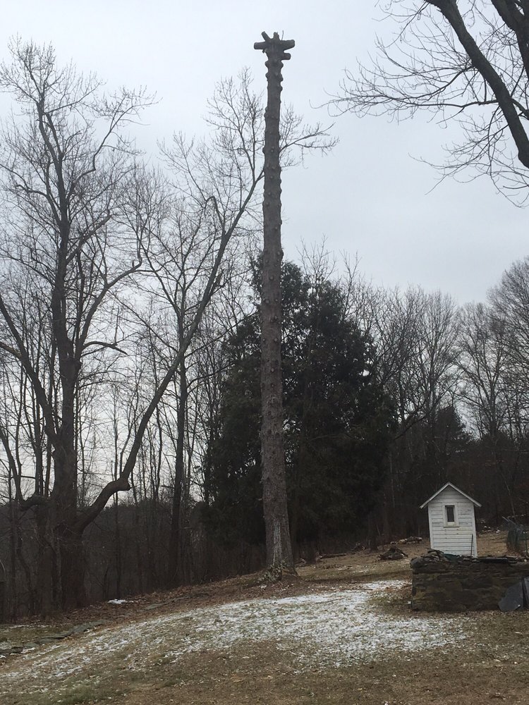 Strunk Tree Service