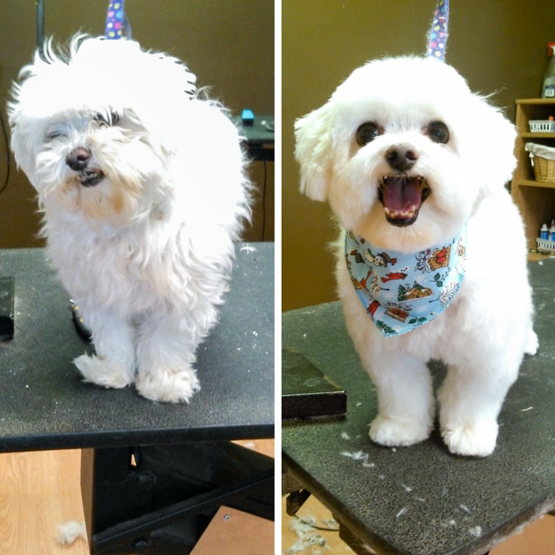 The Pawsh Dog 11 Photos Pet Training 133 Marion Street, Winnipeg