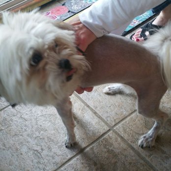 Dog Grooming Morristown Tn Dog Grooming Morristown Tn