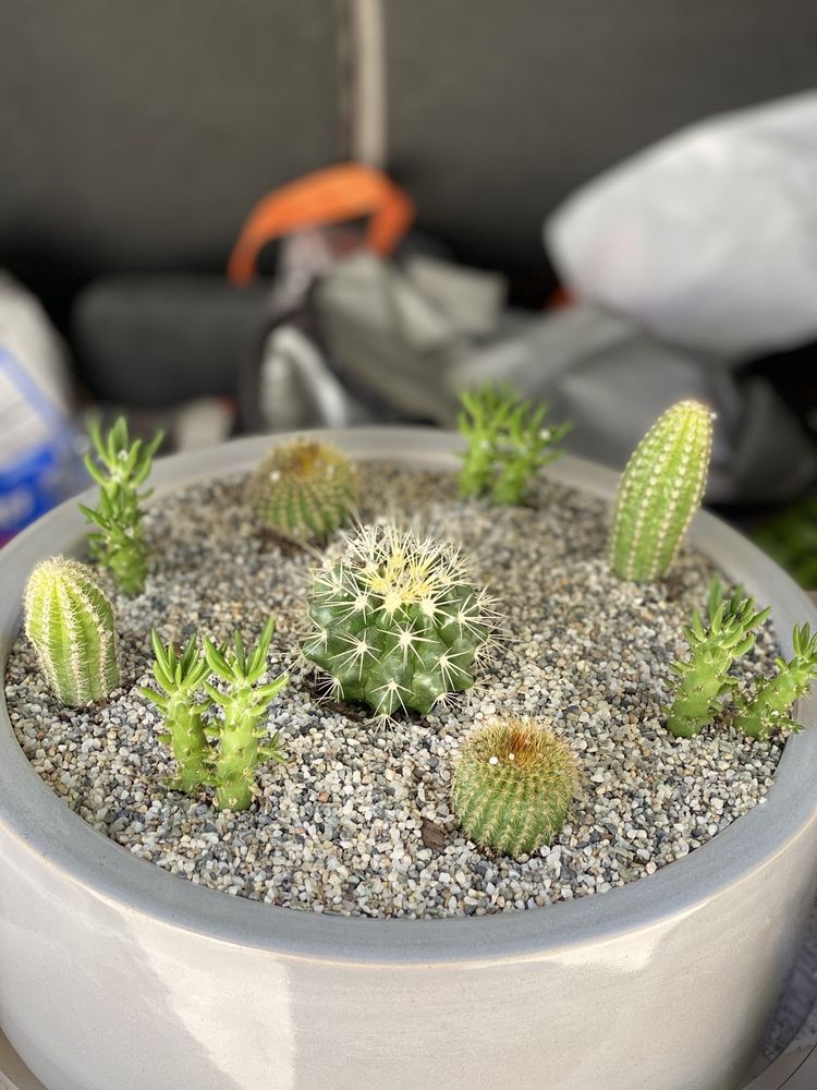 Redwood Barn Nursery