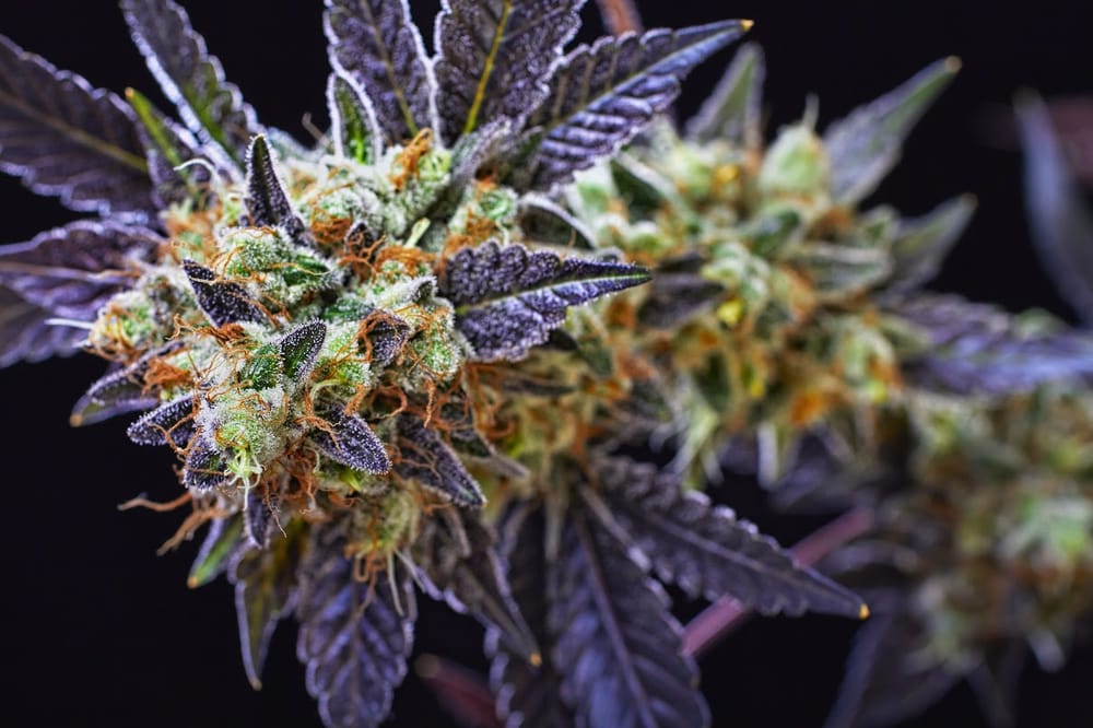 Mile High Green Cross 31 Photos & 20 Reviews Cannabis Dispensaries