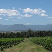 Photo of BILBYTRAVEL - Viewbank Victoria, Australia. Yarra Valley vineyards