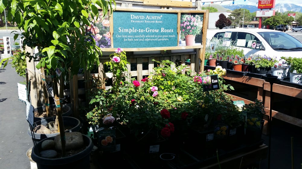 Evergreen Gene S Carson City Evergreen Gene S Carson City
