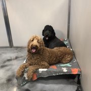Creature Comforts Animal Hospital 47 Photos 53 Reviews