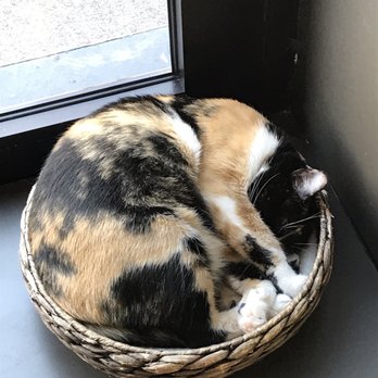 How Much Do You Get Payed At A Cat Cafe How Much Do You Get Payed At A Cat Cafe