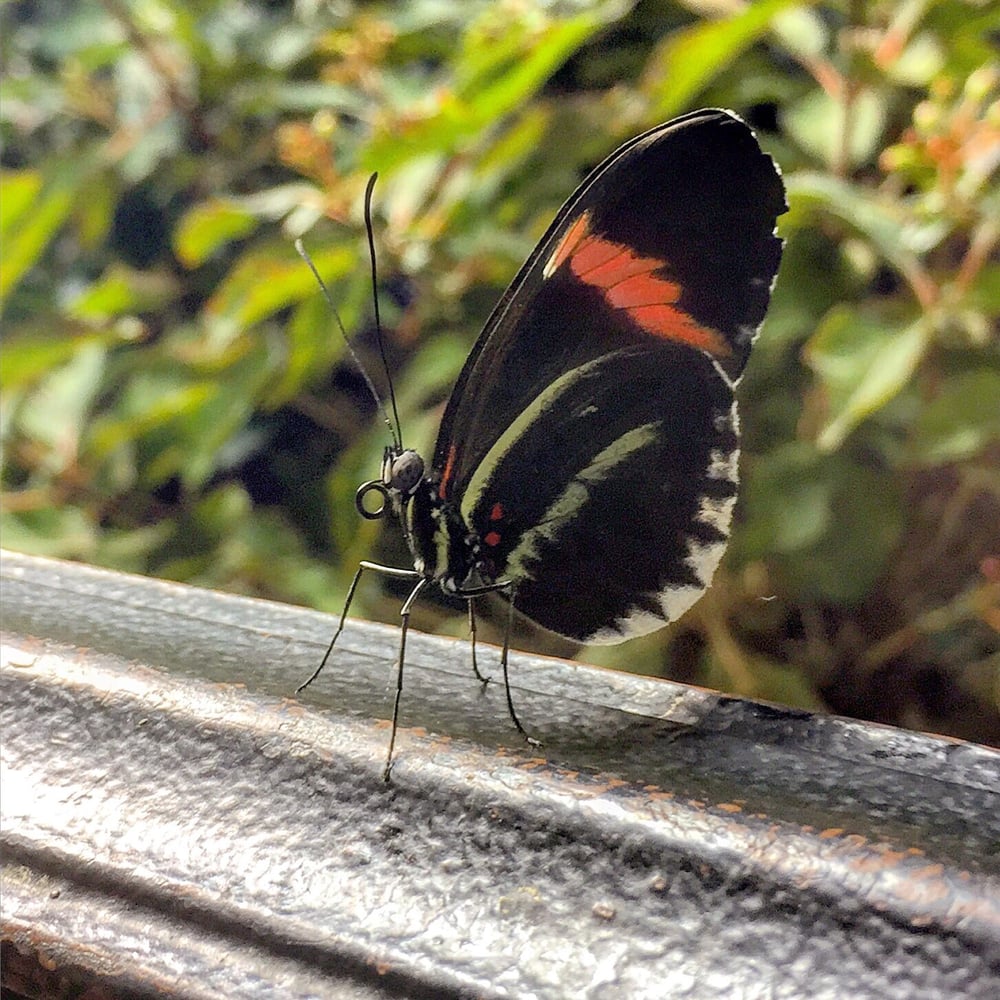 Audubon butterfly garden and insectarium coupons