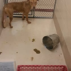 gwinnett county dog pound gwinnett county dog pound