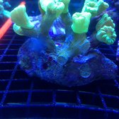vivid aquariums 54 photos