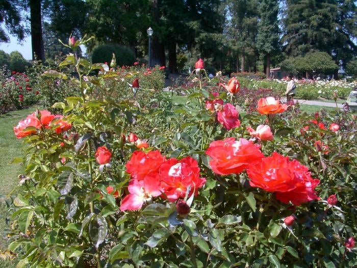 Photos for San Jose Municipal Rose Garden Yelp
