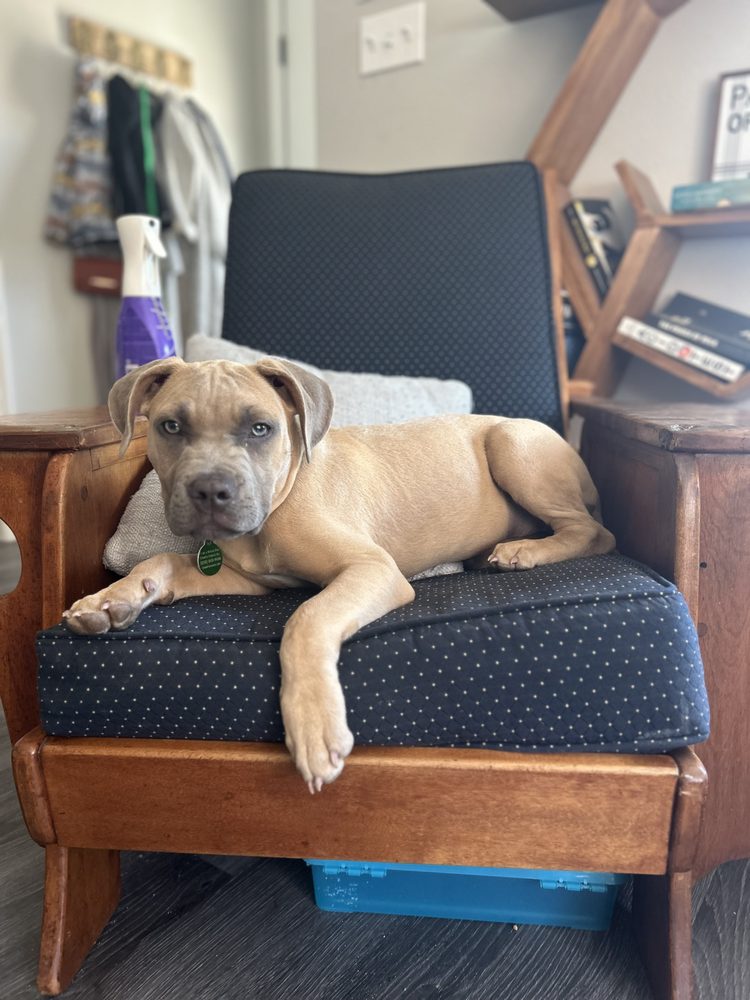 Wakulla Wags Image