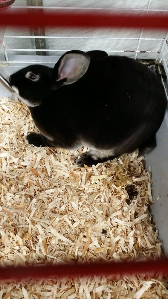 Petland Discounts Pet Stores 14717 Jamaica Ave, Jamaica, Jamaica, NY Phone Number Yelp