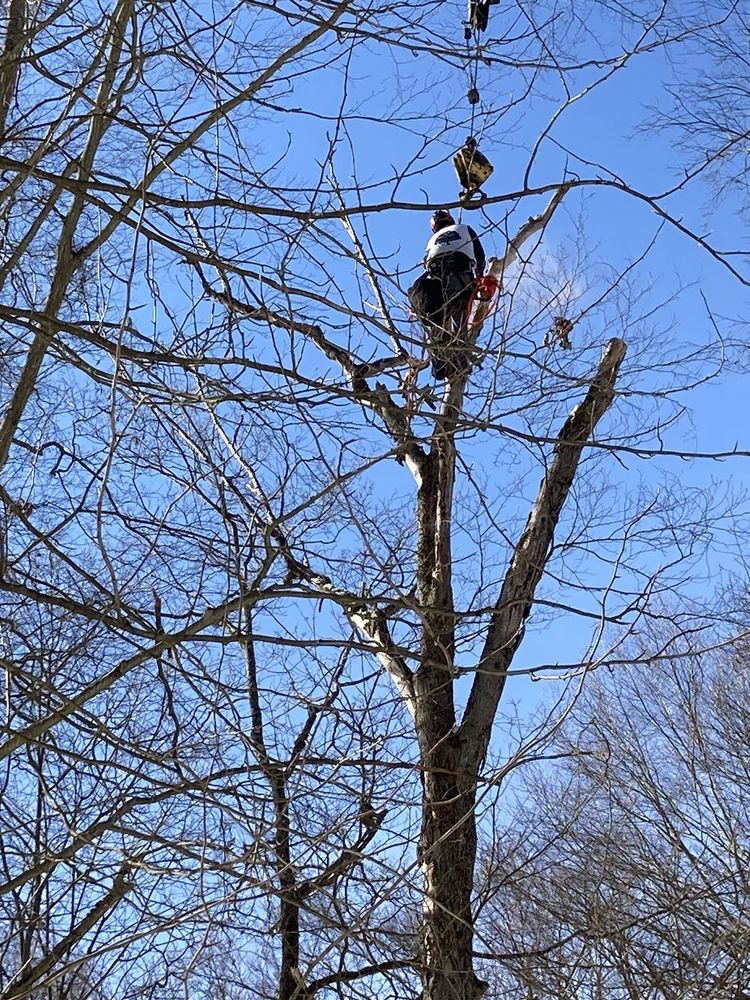 Odd Job The Tree Specialist