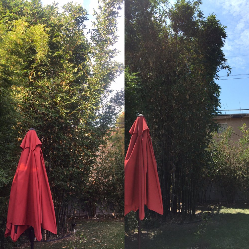 Any Kind Of Tree Service