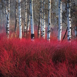 red willow counseling counseling