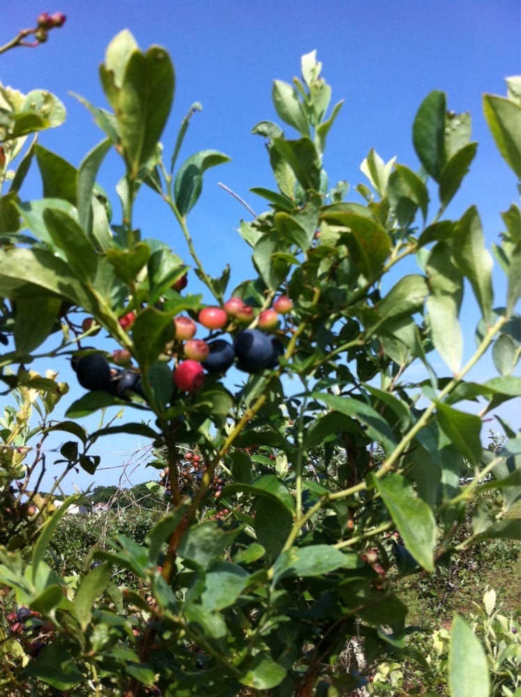 Triple J Blueberry Farm Farmers Market 801 Melton Rd, Baker, FL Yelp