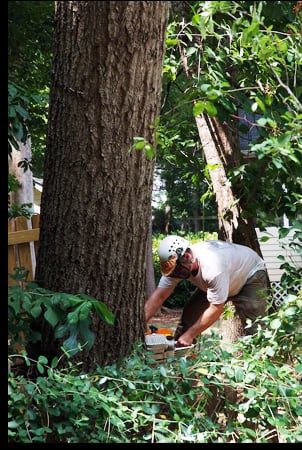 Everett Tree Service