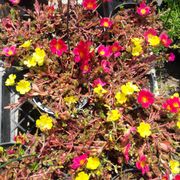 P C Nursery 85 Photos 18 Reviews Nurseries Gardening Photo Of P C Nursery Corona Ca United States Portulacav1 Gallon