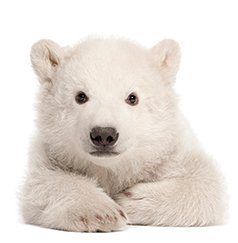 image of business Arctic Air Home Services