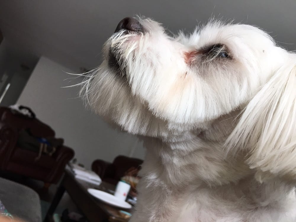 Mutt Cuts 34 Photos & 101 Reviews Pet Groomers 2424 Newport Blvd