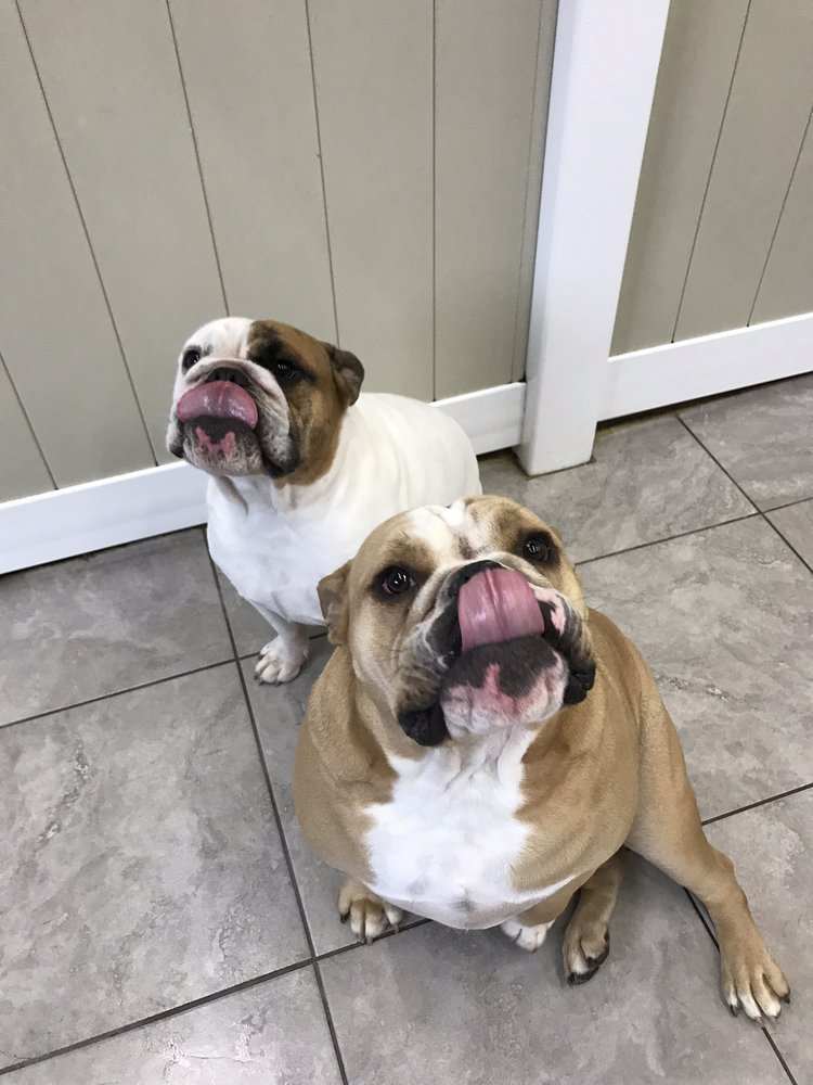 Hounds Town USA Farmingdale 37 Photos & 15 Reviews Pet