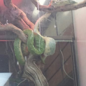 reptile island - 84 photos & 101 reviews - pet stores