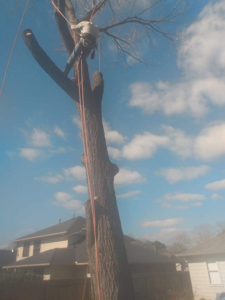 Cortes Tree Services