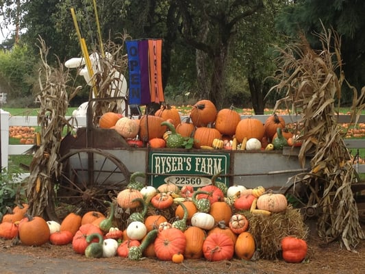 Pumpkin Patch Near Tualatin Oregon