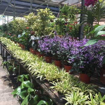 Song Lang Garden Gardening Centres 378 Tanjong Katong Rd Photo Of Song Lang Garden Singapore Beautiful Plants