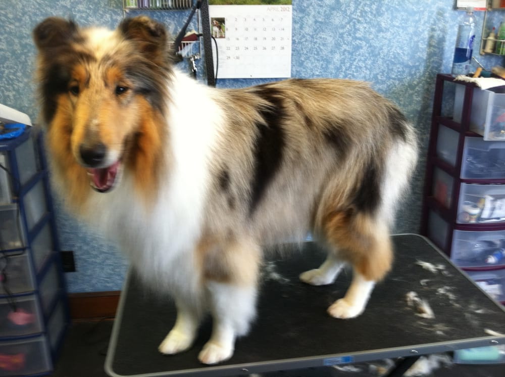 hair of the dog salon