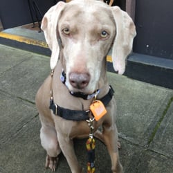 Barking Dog Alehouse Dog Friendly Barking Dog Alehouse Dog Friendly