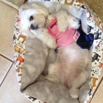 Is It Hard T Groom Dogs At Home Is It Hard T Groom Dogs At Home