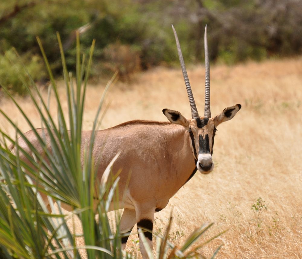 Odyssey Safaris